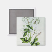 ジャスミン「ラ・ギランデ・ジュリー」より マグネット (正面/裏面)