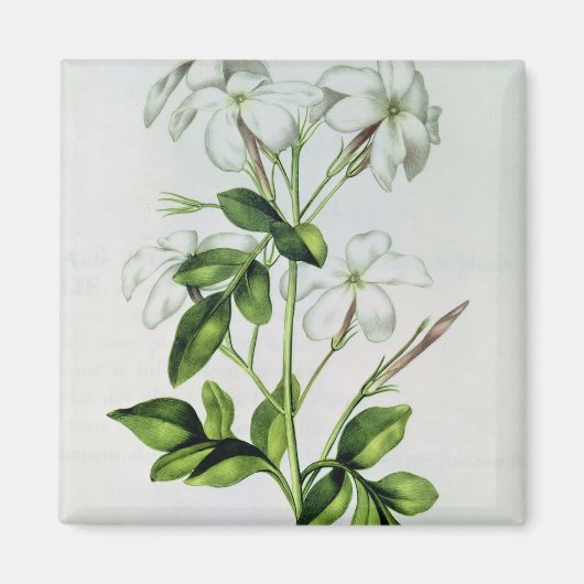 ジャスミン「ラ・ギランデ・ジュリー」より マグネット (正面)