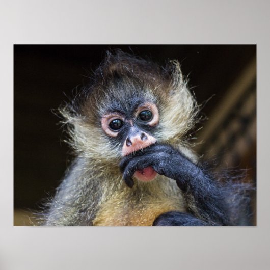 ジャズポスター ポスター (正面)