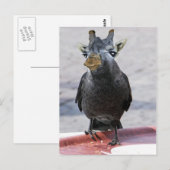 ジャッカフェ ポストカード (正面/裏面)