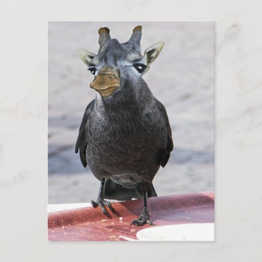 ジャッカフェ ポストカード (正面)