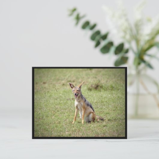 ジャッカル ポストカード (スタンド正面)