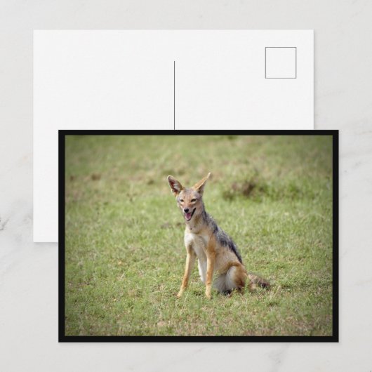 ジャッカル ポストカード (正面/裏面)