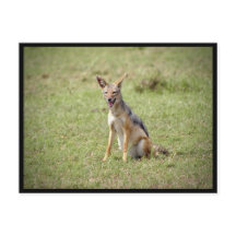 ジャッカル ポストカード