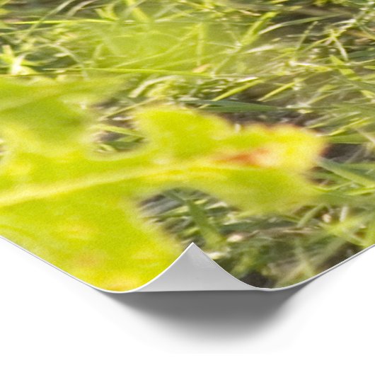 ジャッカロペ1 ポスター (角)