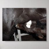 ジャックがミルクを飲む ポスター (正面)