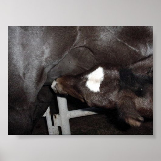 ジャックがミルクを飲む ポスター (正面)