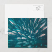 ジャックの中に ポストカード (正面/裏面)