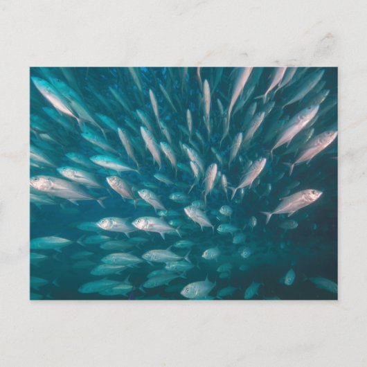 ジャックの中に ポストカード (正面)