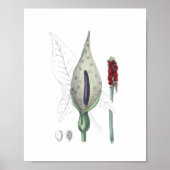 ジャックインザプルピットインディアンカブ山花 ポスター (正面)