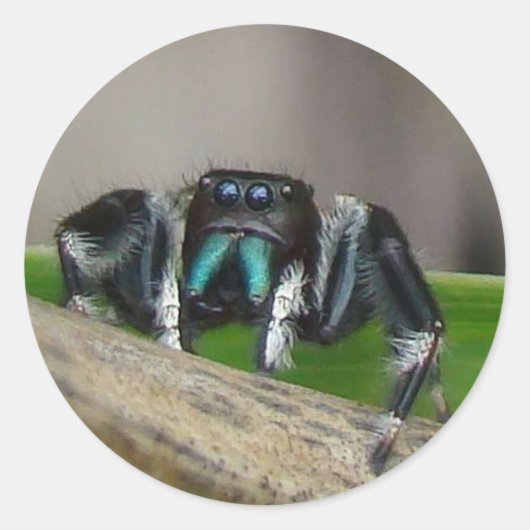 ジャックスティッカー ラウンドシール (正面)