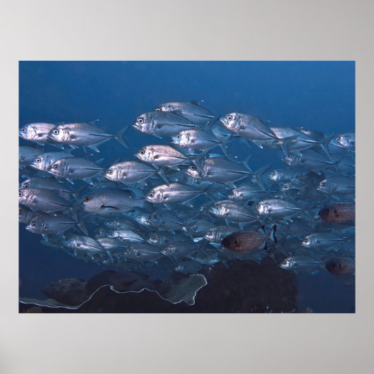 ジャックス学校 ポスター (正面)