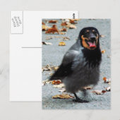 ジャックドッグ ポストカード (正面/裏面)