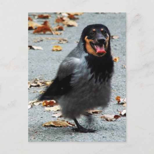 ジャックドッグ ポストカード (正面)