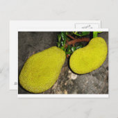 ジャックフルーツ ポストカード (正面/裏面)