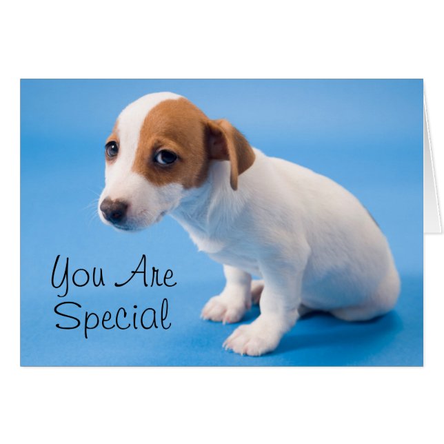 ジャックラッセルの子犬 (正面横)