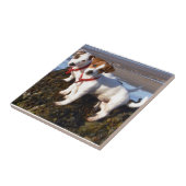 ジャックラッセルの子犬 タイル (側面)