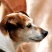 ジャックラッセルテリア犬 タイル