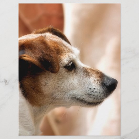 ジャックラッセルテリア犬 チラシ (正面)