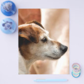 ジャックラッセルテリア犬 チラシ (シングル)