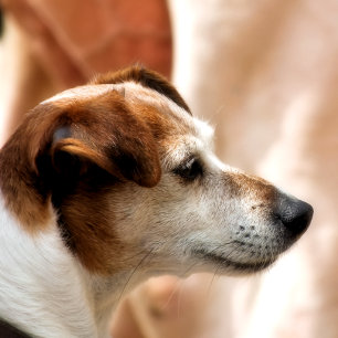 ジャックラッセルテリア犬 ラッピングペーパー
