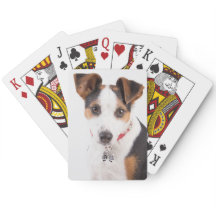 ジャックラッセル