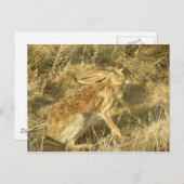 ジャックラビットの夕日のプロフィール ポストカード (正面/裏面)