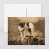 ジャック・ザ・ヴィンテージ・ジャック・ラッセル・テリア ポストカード (正面/裏面)