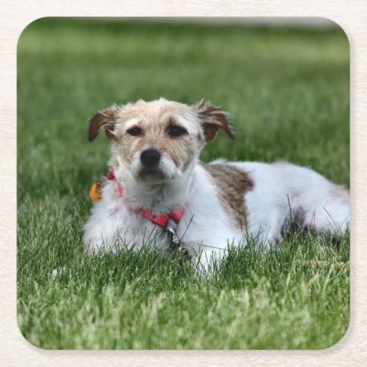 ジャック スクエアペーパーコースター (正面)