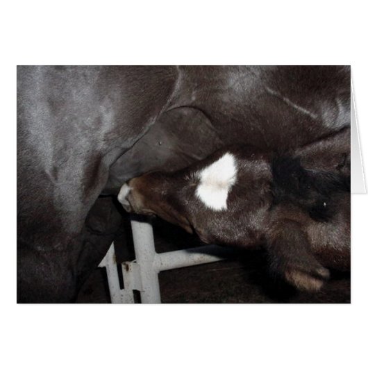 ジャック・ニュース (正面横)