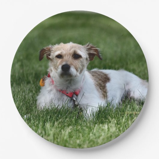 ジャック ペーパープレート (正面)