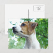 ジャック・ラッセル犬はがき ポストカード (正面/裏面)