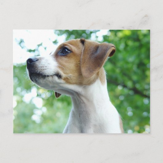ジャック・ラッセル犬はがき ポストカード (正面)