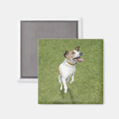 ジャック・ラッセル・テリアージャンプ、高眼差し マグネット (正面/裏面)
