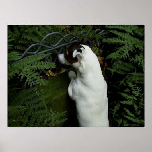 ジャック・ラッセル・テリアー・ドッグ・オッペンハイム ポスター (正面)