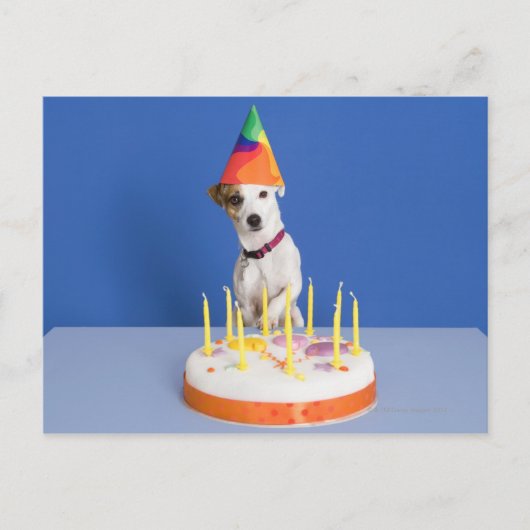 ジャック・ラッセル・テリア犬がパーティー帽子をかぶって ポストカード (正面)