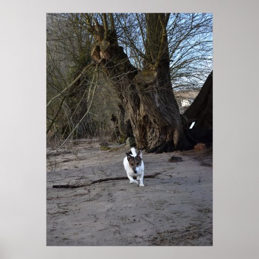 ジャック・ラッセル・テリア・ドッグ・カポ・フォン・オッペンハイム ポスター (正面)