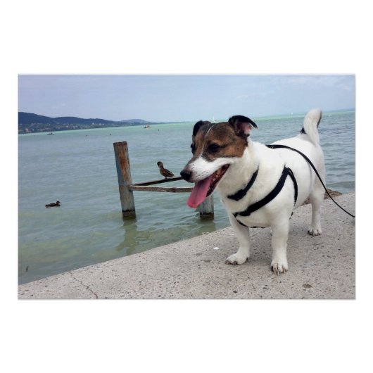 ジャック・ラッセル・テリア・ドッグ・カポ・フォン・オッペンハイム ポスター (正面)