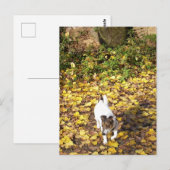 ジャック・ラッセル・テリア・ドッグ・カポ・フォン・オッペンハイム ポストカード (正面/裏面)