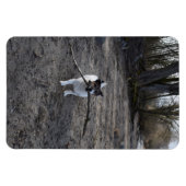 ジャック・ラッセル・テリア・ドッグ・カポ・フォン・オッペンハイム マグネット (横)