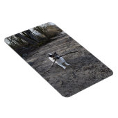 ジャック・ラッセル・テリア・ドッグ・カポ・フォン・オッペンハイム マグネット (右側)