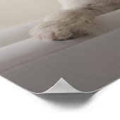 ジャック・ラッセル・テリア。 ポスター (角)