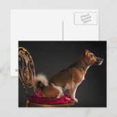 ジャック・ラッセル・テリア ポストカード (正面/裏面)