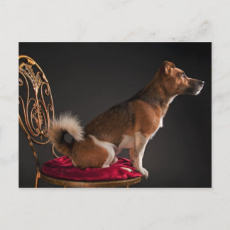 ジャック・ラッセル・テリア ポストカード