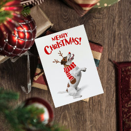 ジャック・ラッセル・テリア 赤い鼻にツバメの角 クリスマス