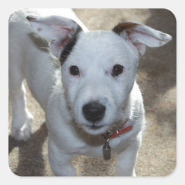 ジャック・ラッセル・パピーのかわいい白黒 スクエアシール