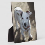 ジャック・ラッセル・パピーのかわいい白黒 フォトプラーク (側面)