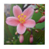 ジャトロファの花と蕾 タイル (正面)
