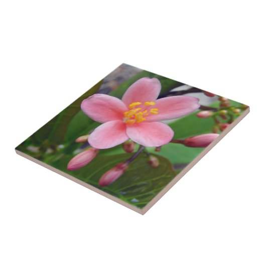ジャトロファの花と蕾 タイル (側面)