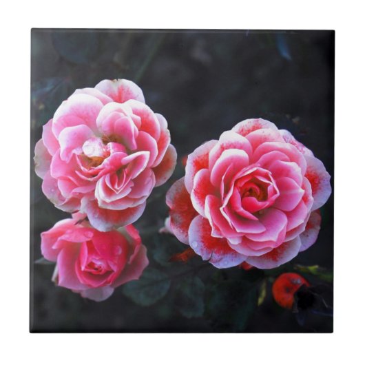 ジャナルローゼン タイル (正面)